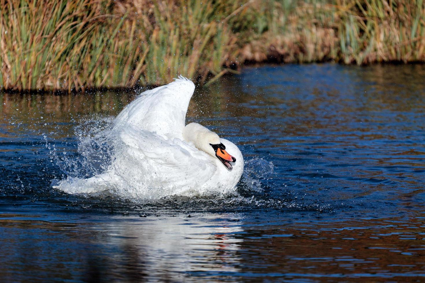 Mute Swan splashing about in the water photo