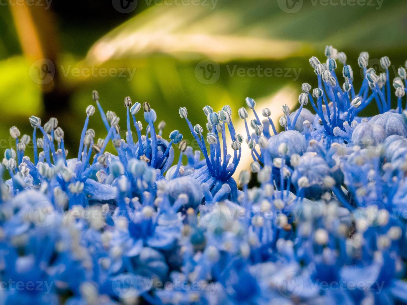 primer plano de una hortensia azul en un jardín inglés 6824990 Foto de stock en Vecteezy primer plano de una hortensia azul en un jardín inglés 6824990 Foto de stock en Vecteezy