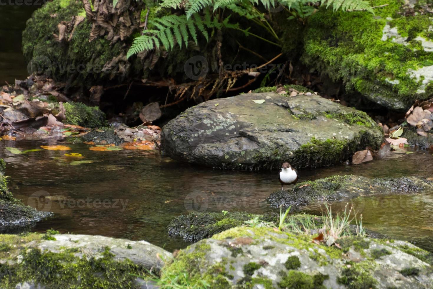 cazo de garganta blanca en devon foto