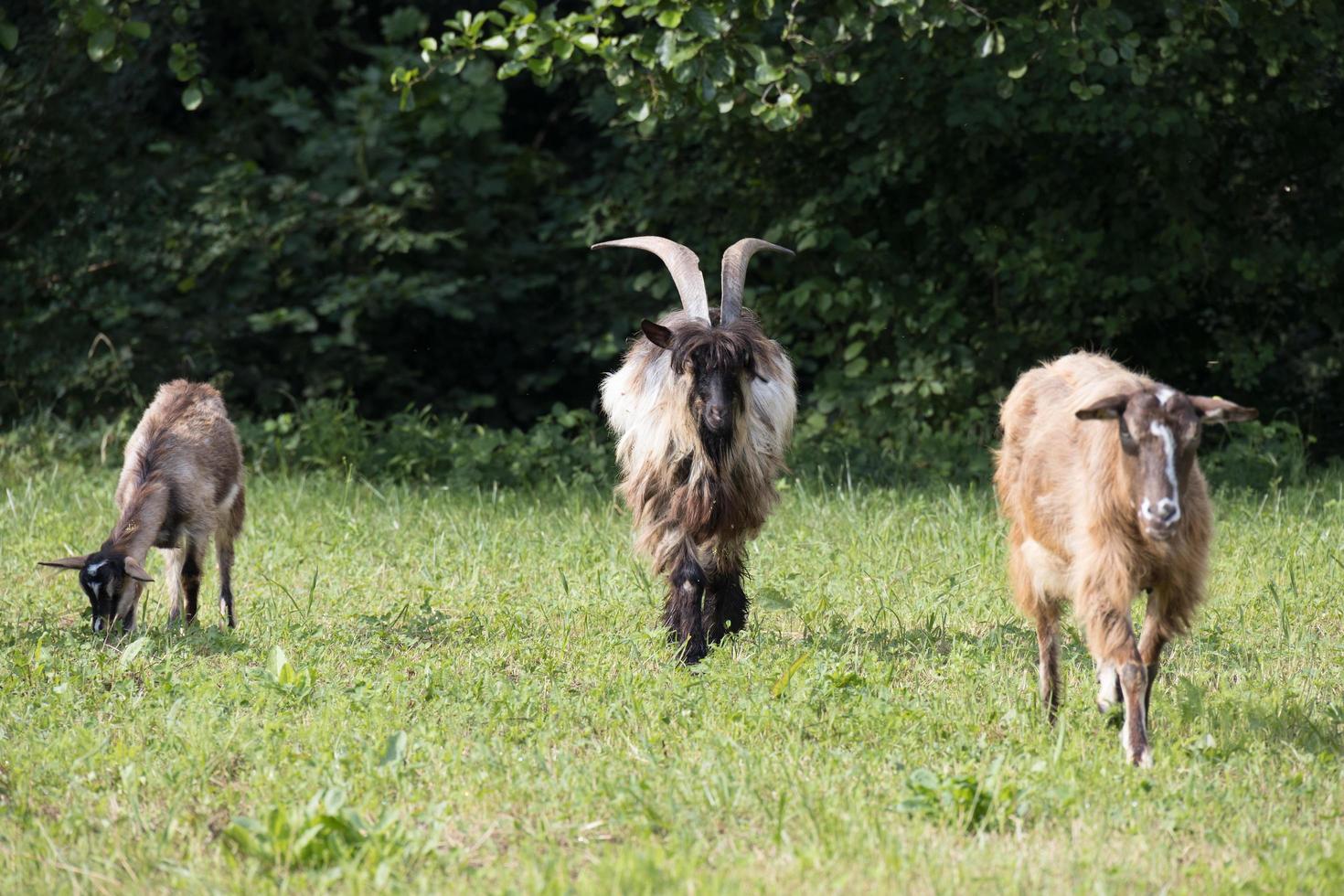 Domesticated goats wandering around the pasture in Torre de' Roveri Italy photo