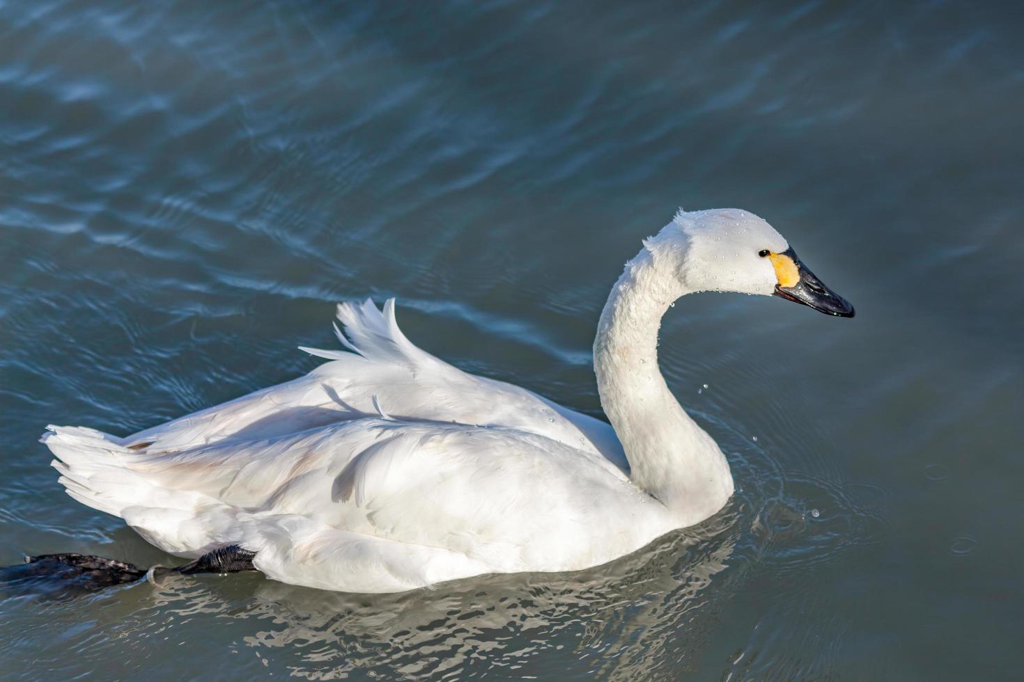 Whooper Swan  swimming across a lake photo