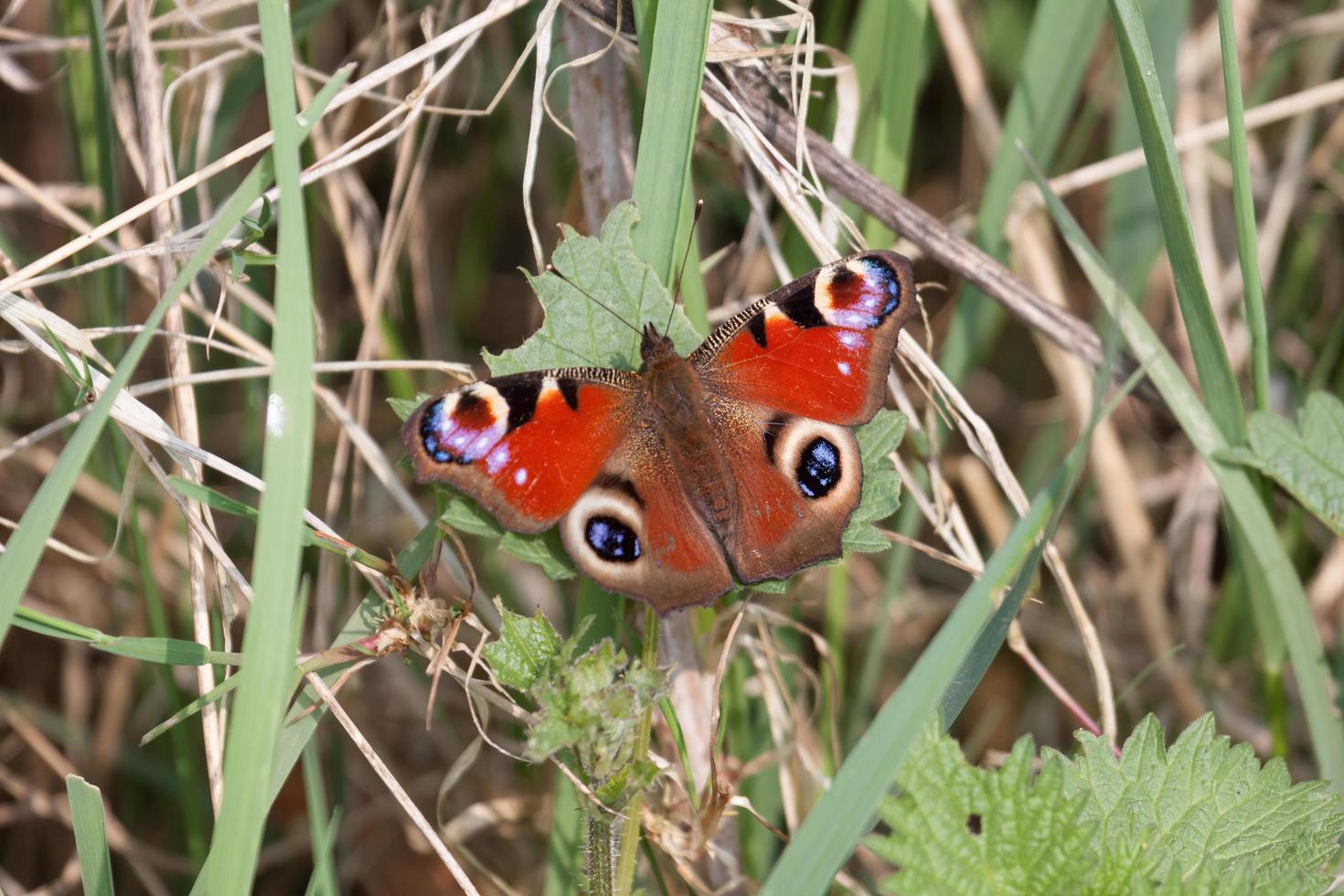 European Peacock butterfly resting on half eaten leaf photo