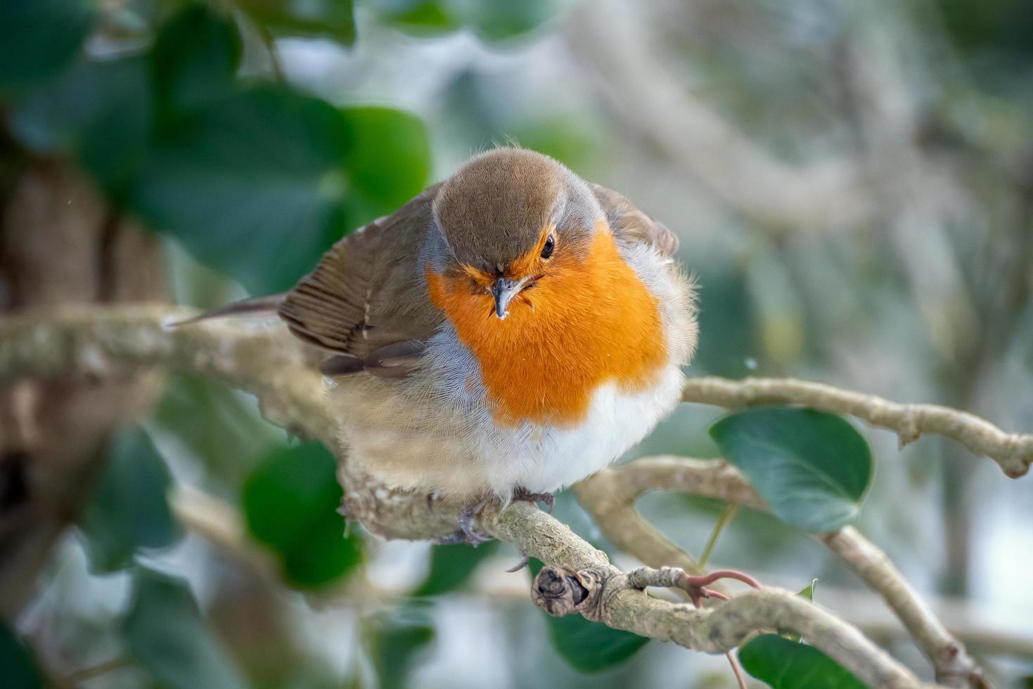Robin looking alert in a tree on a cold winters day photo