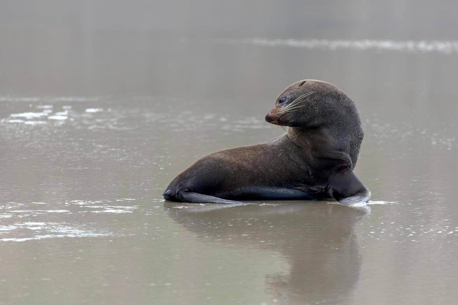 New Zealand Fur Seal photo