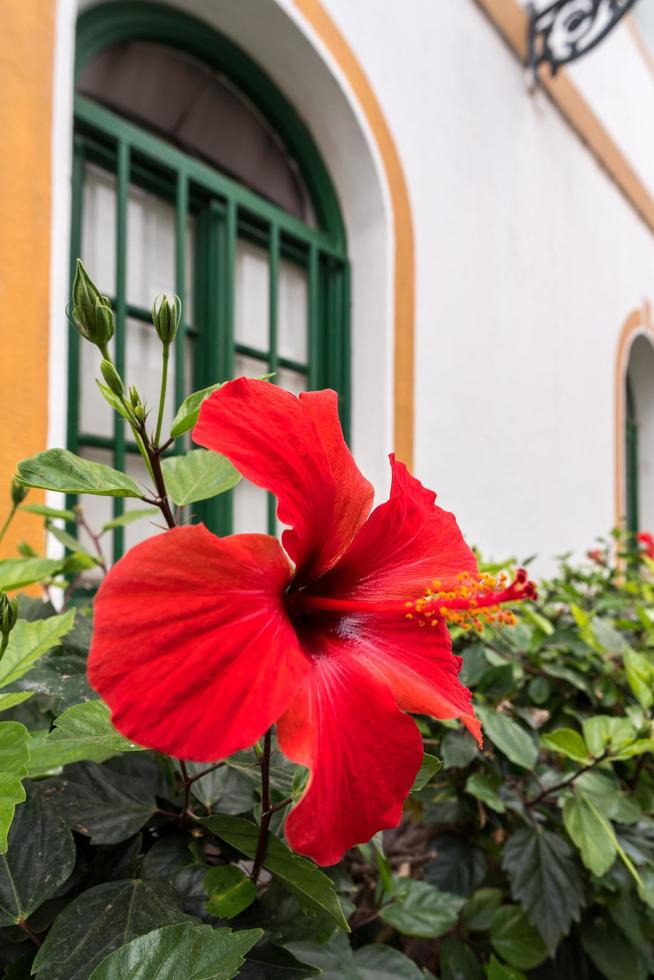 Red Hibiscus flowering in Mogan, Gran Canaria photo