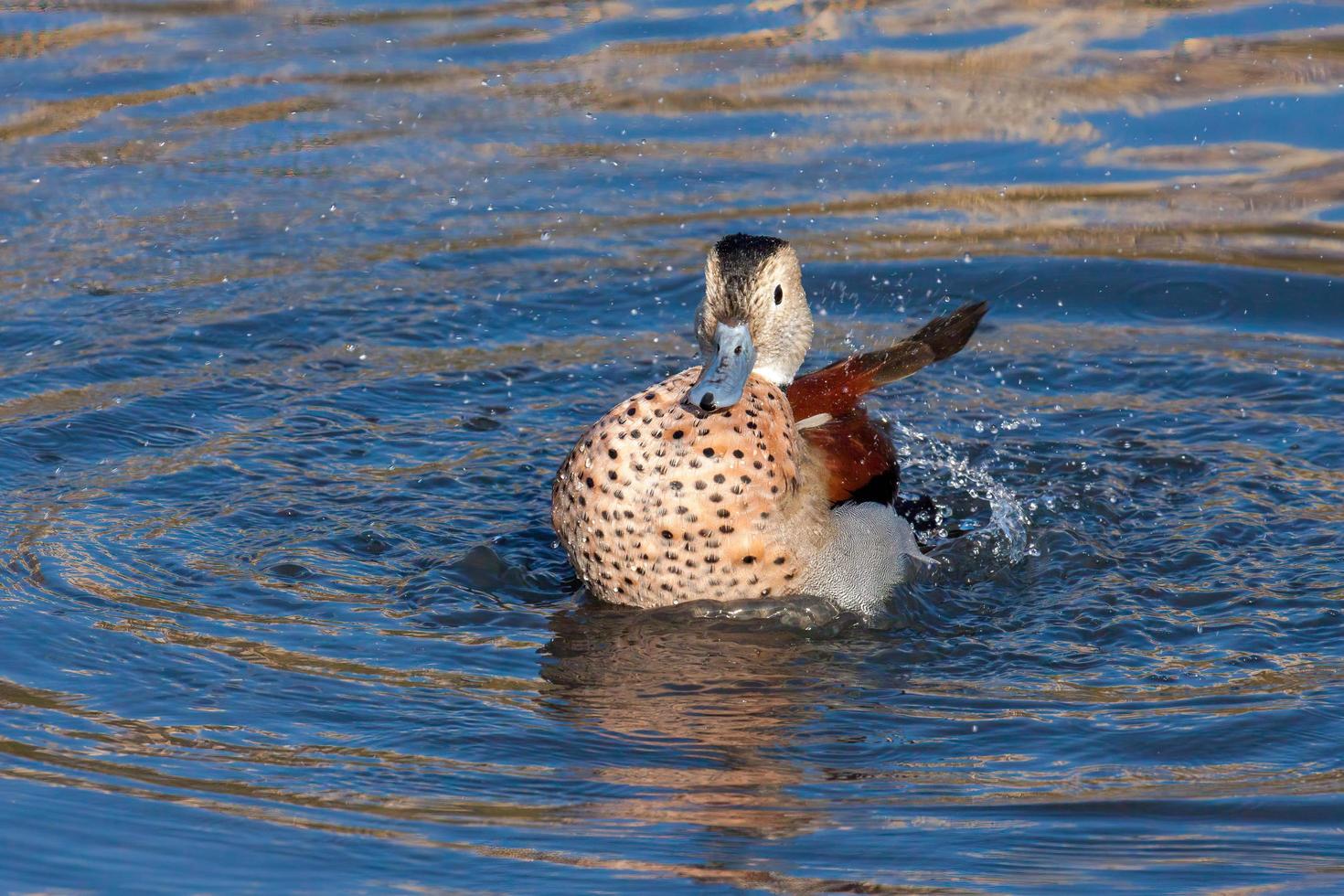 Ringed Teal  splashing about in a lake in London photo