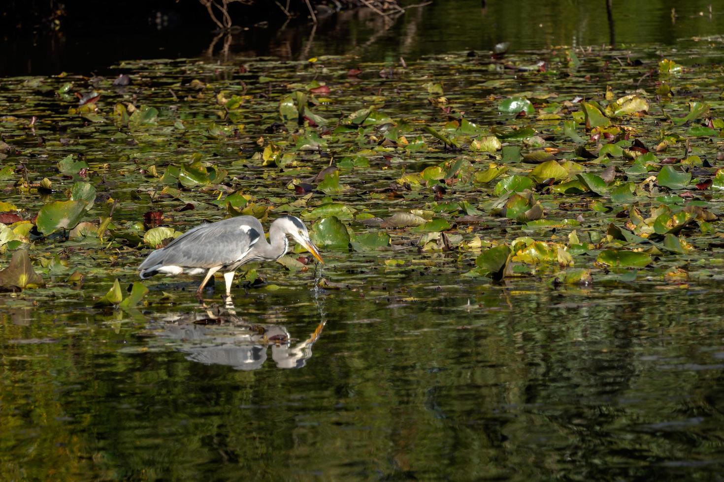 Grey Heron wading through a lake looking for fish by the lily pads photo