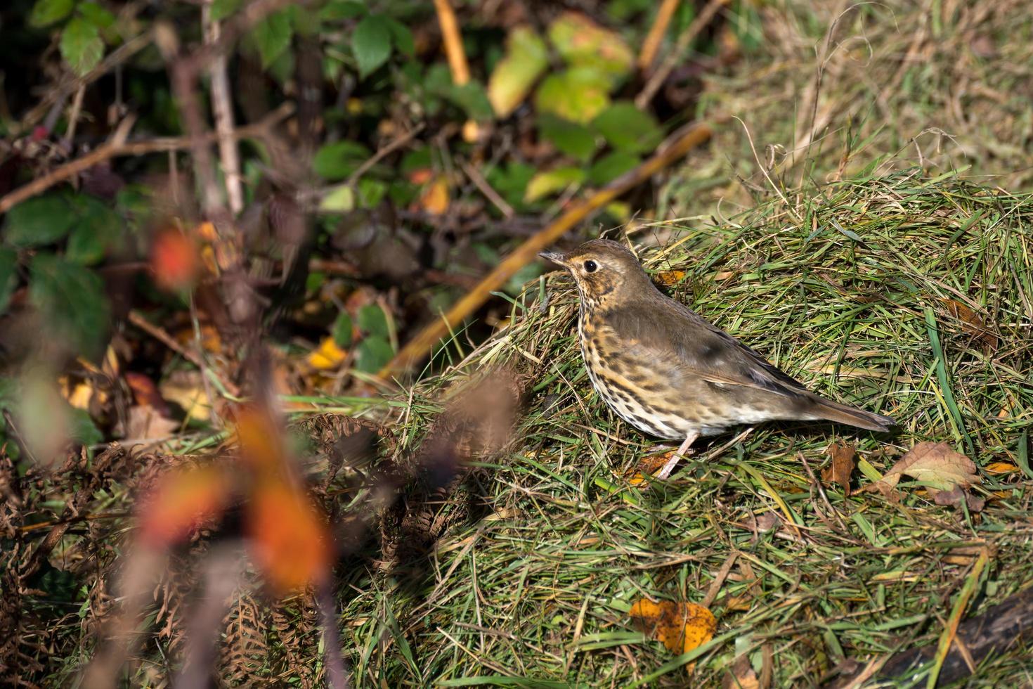 Song Thrush standing on some grass cuttings photo
