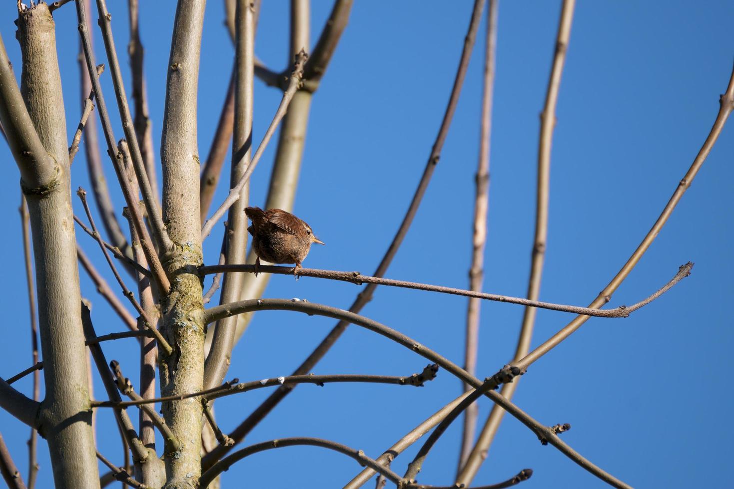 Tiny Wren  perched in a tree in wintertime photo