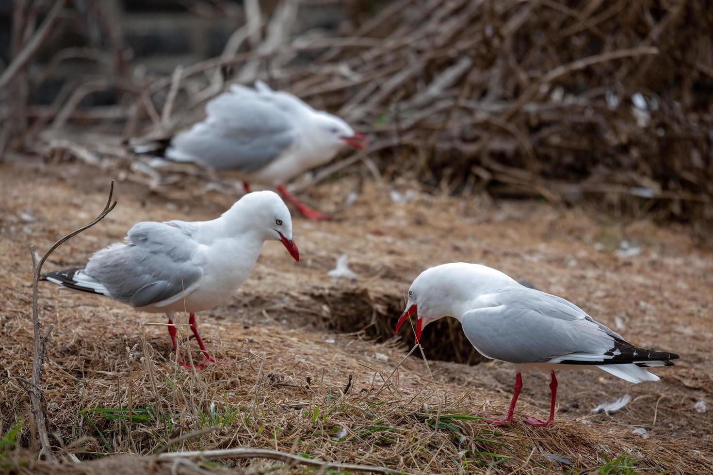 gaviotas de pico rojo en la península de otago foto