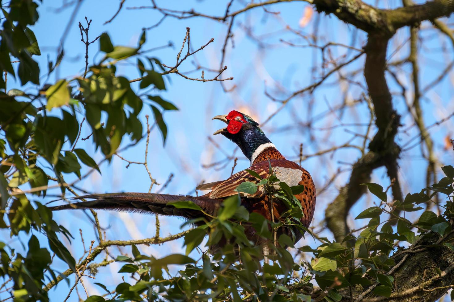 Common Pheasant resting in an Oak tree in wintertime photo