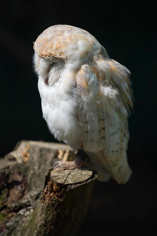 Barn Owl perched on a tree stump photo