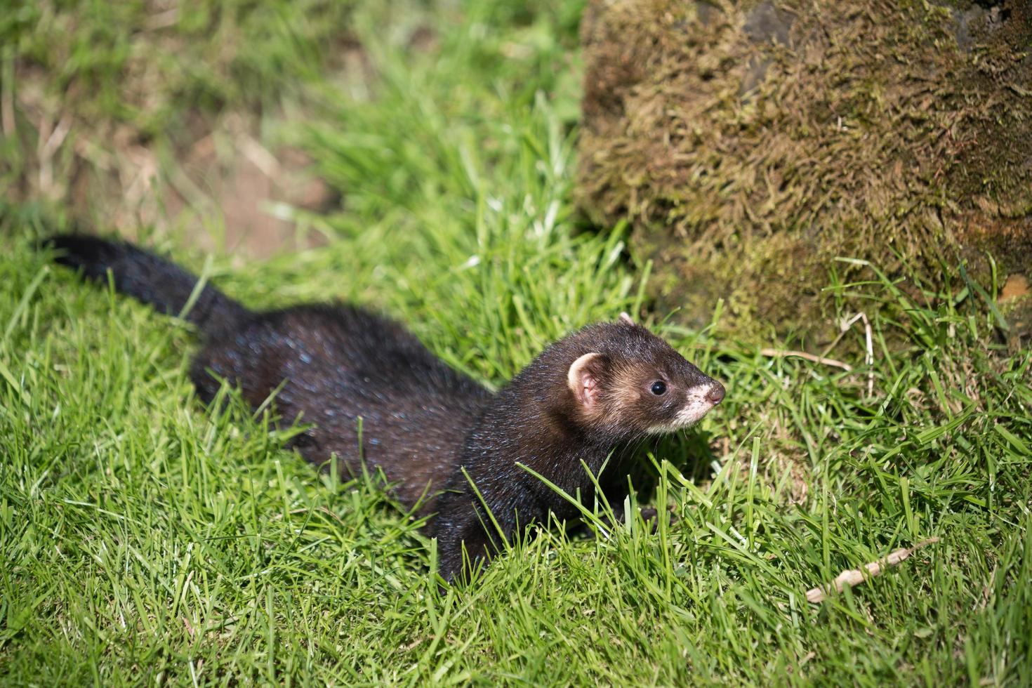 European Polecat in the sunshine photo