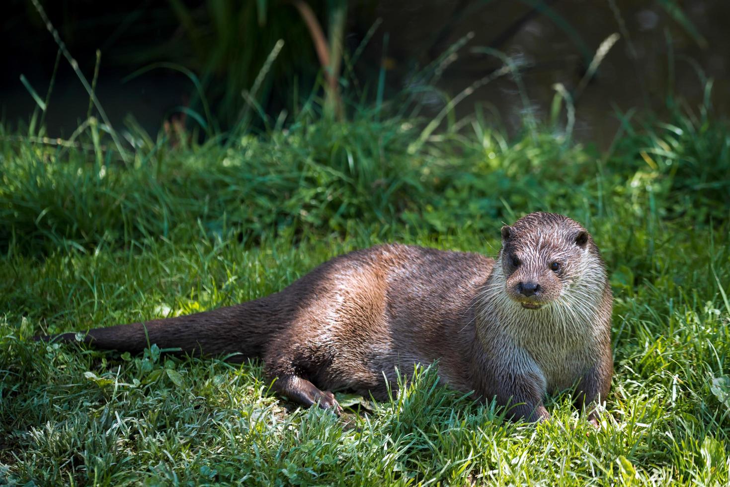 nutria euroasiática descansando en la hierba foto