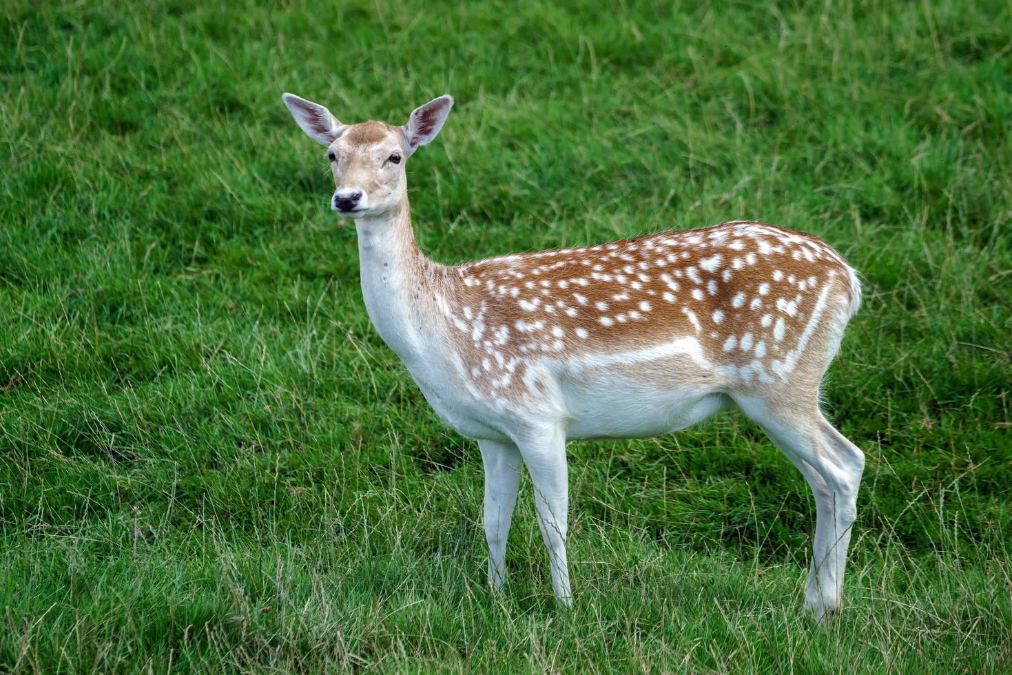 Fallow Deer walking in the grass photo