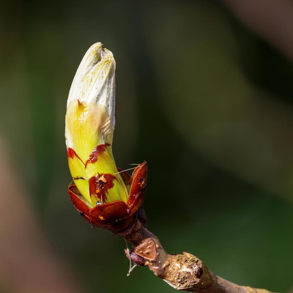 capullo pegajoso del castaño de Indias estallando en hojas foto