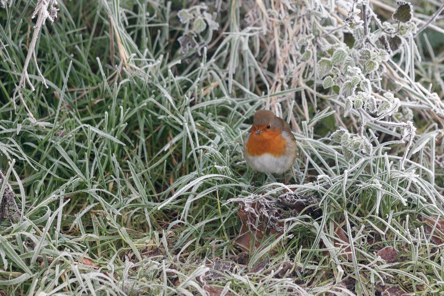 Close-up of an alert Robin standing in grass covered with hoar frost on a winters morning photo