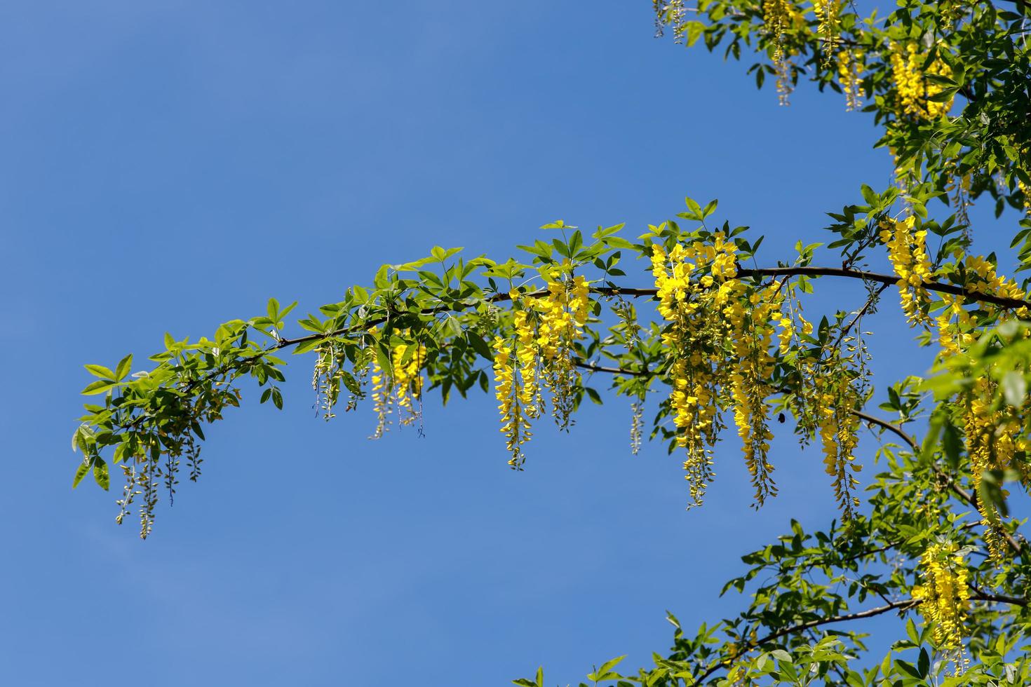 árbol de laburno con flores amarillas vivas contra un cielo azul foto