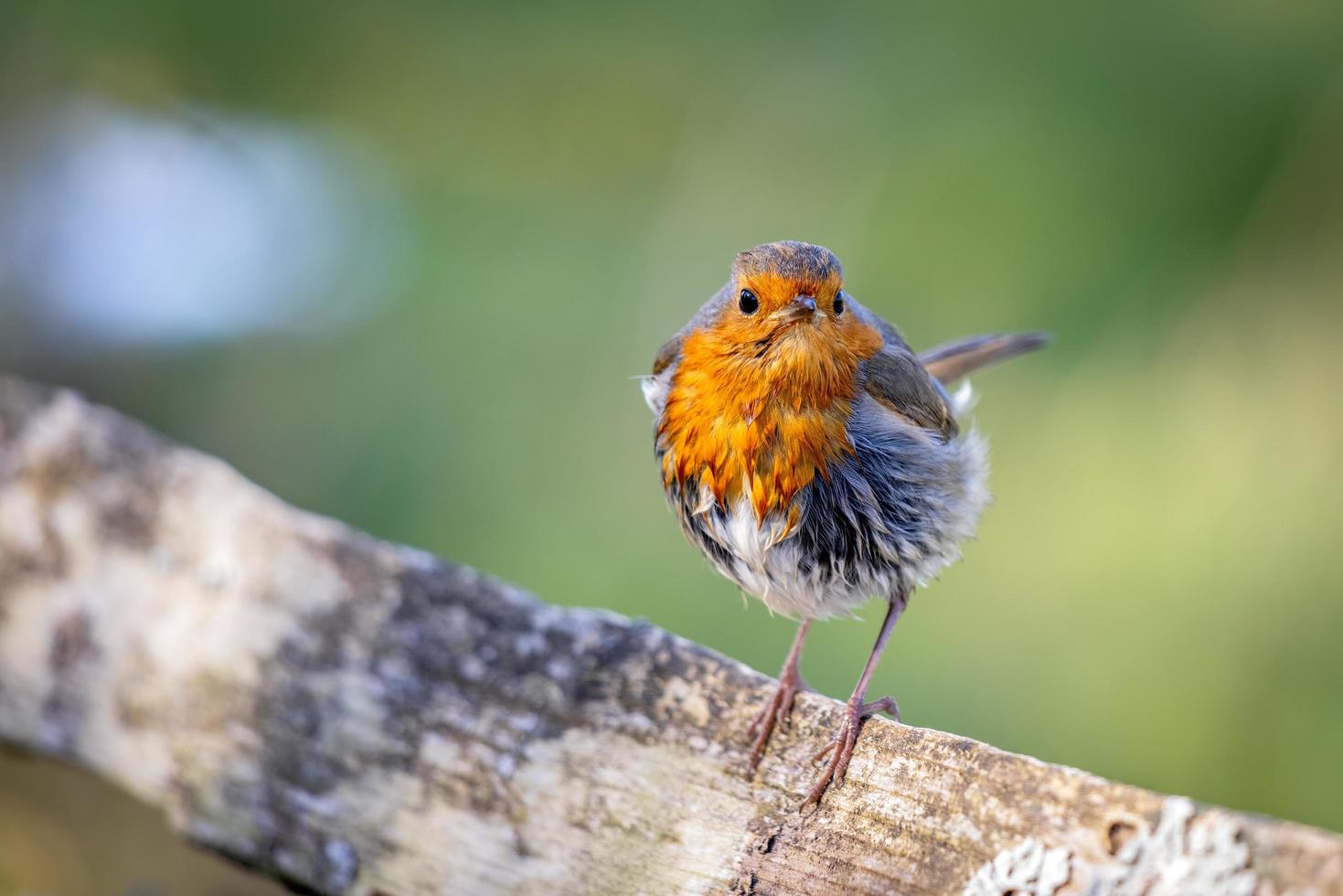 Mystery of the wet Robin on a sunny spring day photo