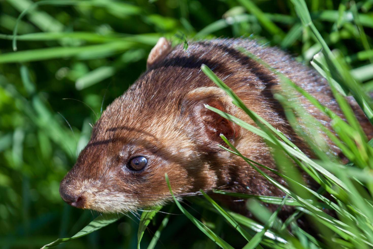 Close-up shot of an European Polecat photo