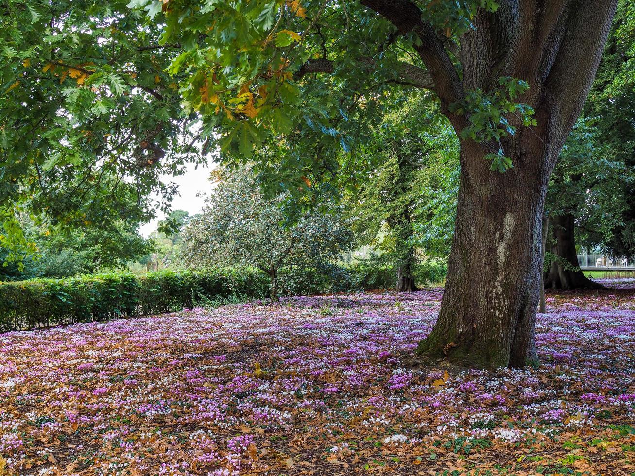 Wild Cyclamen in full bloom photo