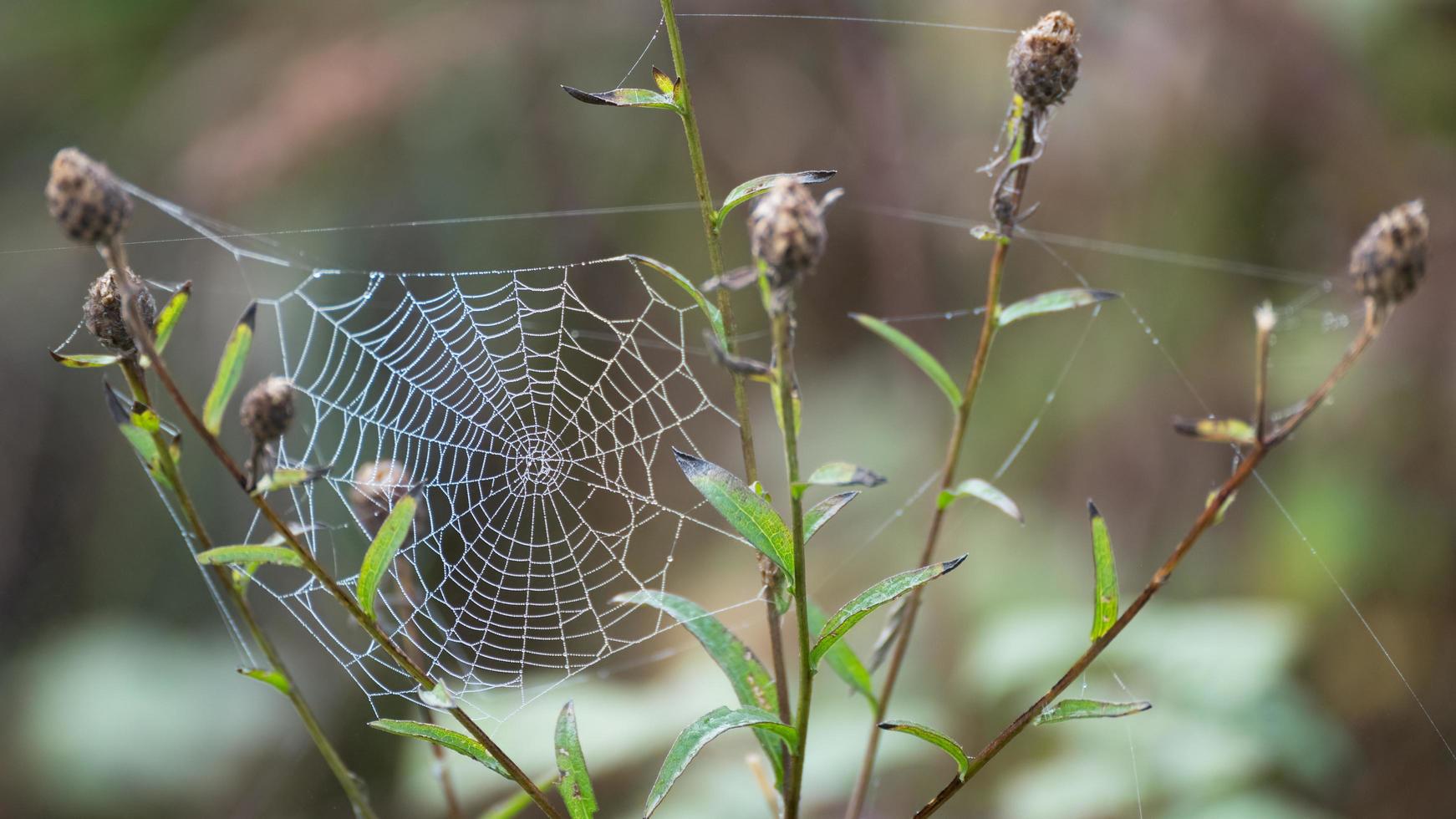 Spiders web glistening with water droplets from the autumn dew photo