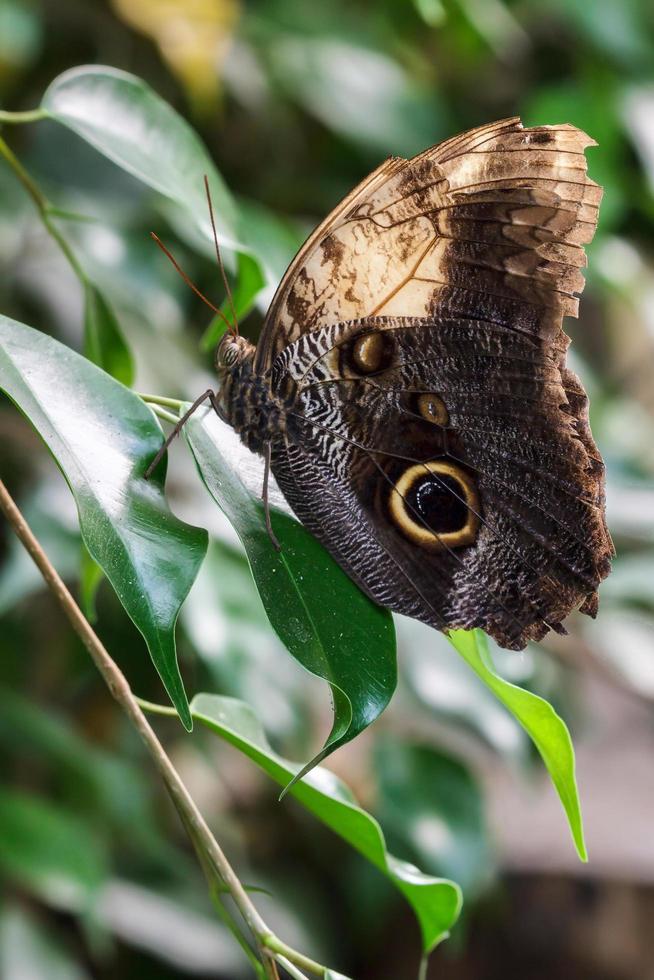 mariposa búho descansando sobre una hoja foto