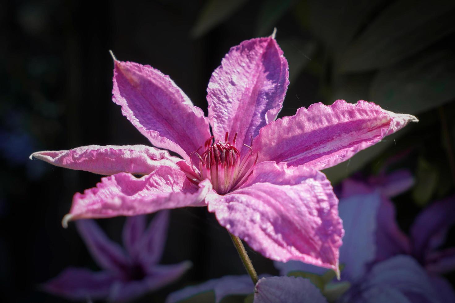 Pink Clematis Flower against a Dark Background photo