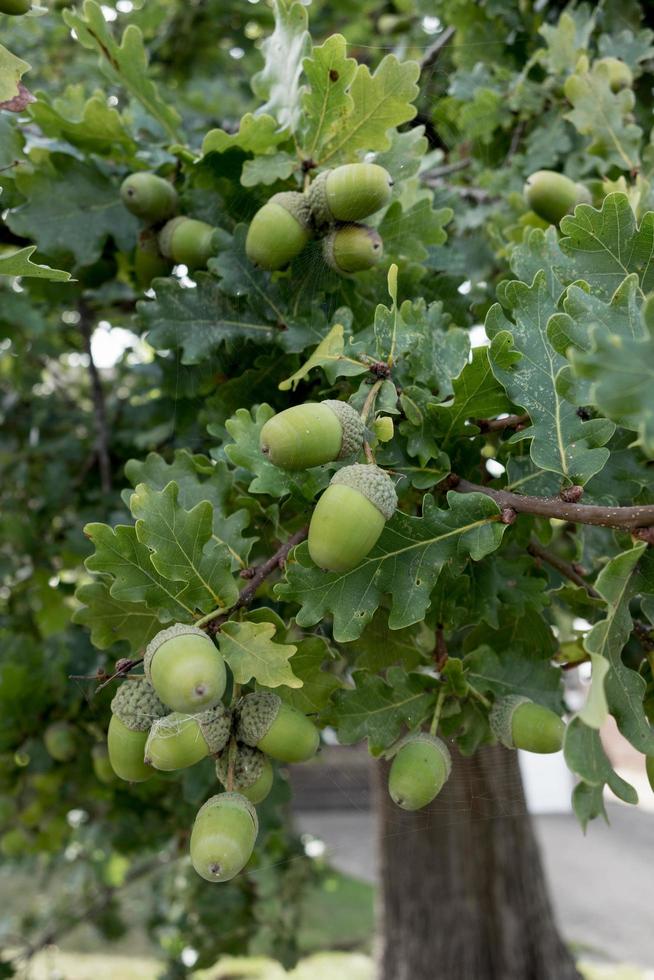 bellotas que crecen en un roble en East grinstead foto