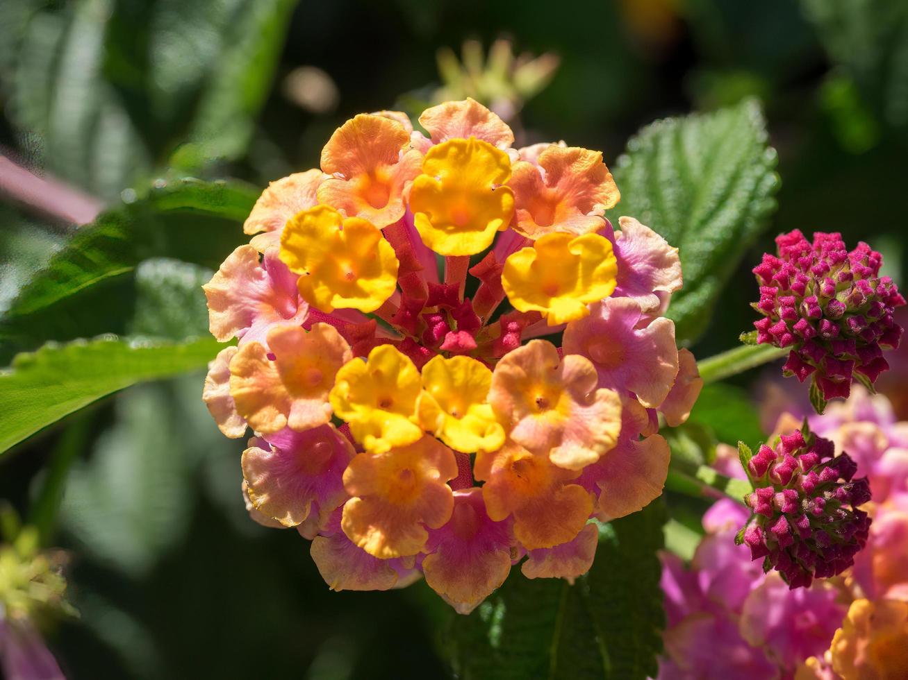 arbusto de lantana camara floreciendo en marbella españa foto