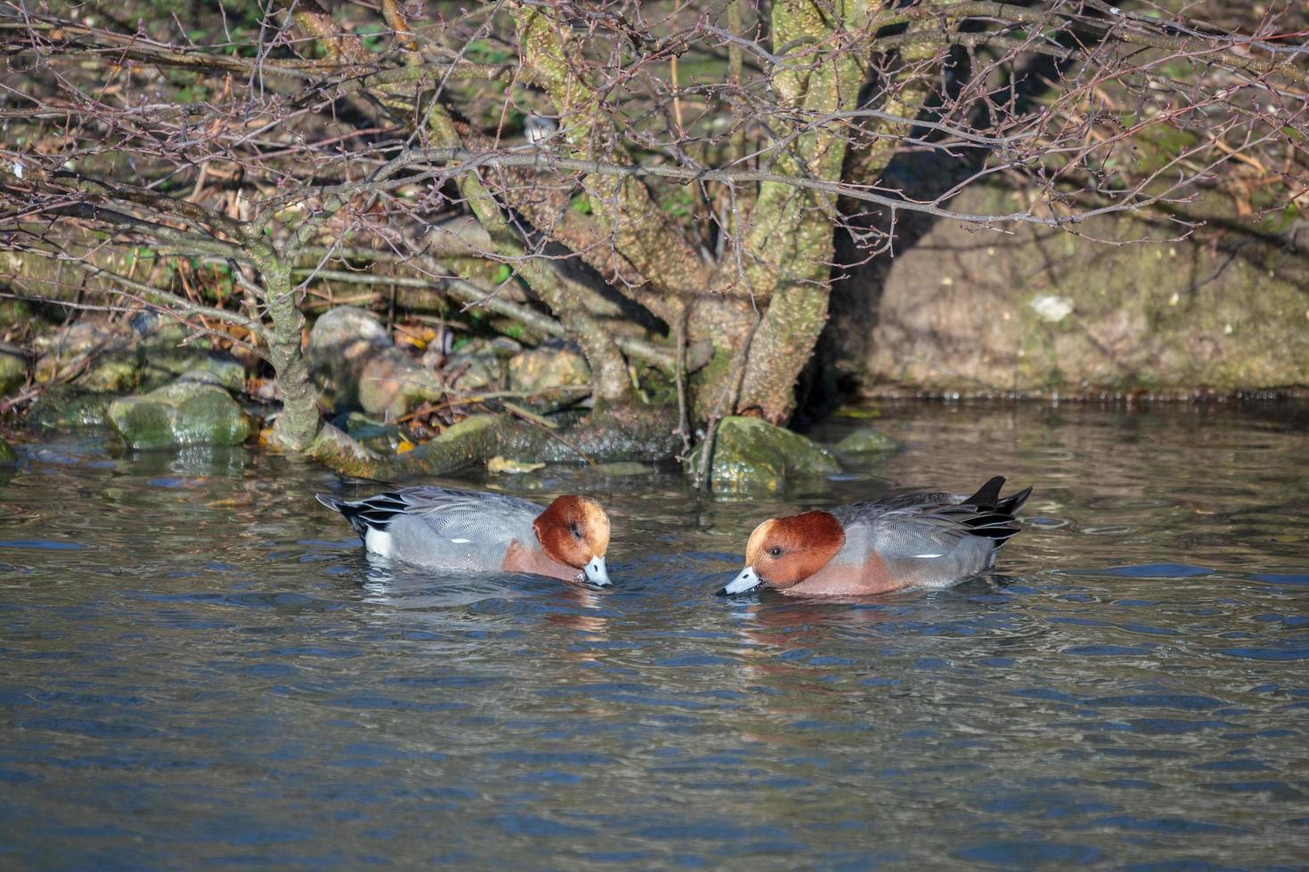 A pair of Eurasian Wigeon on a lake in wintertime photo