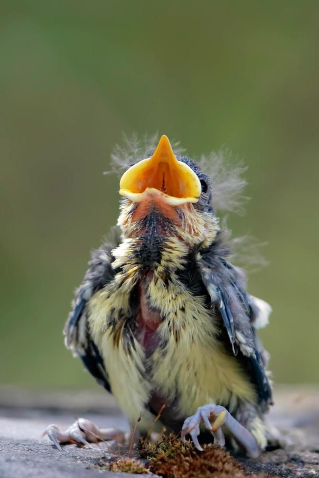 Blue Tit Fledgling Just Evicted from the Nest photo