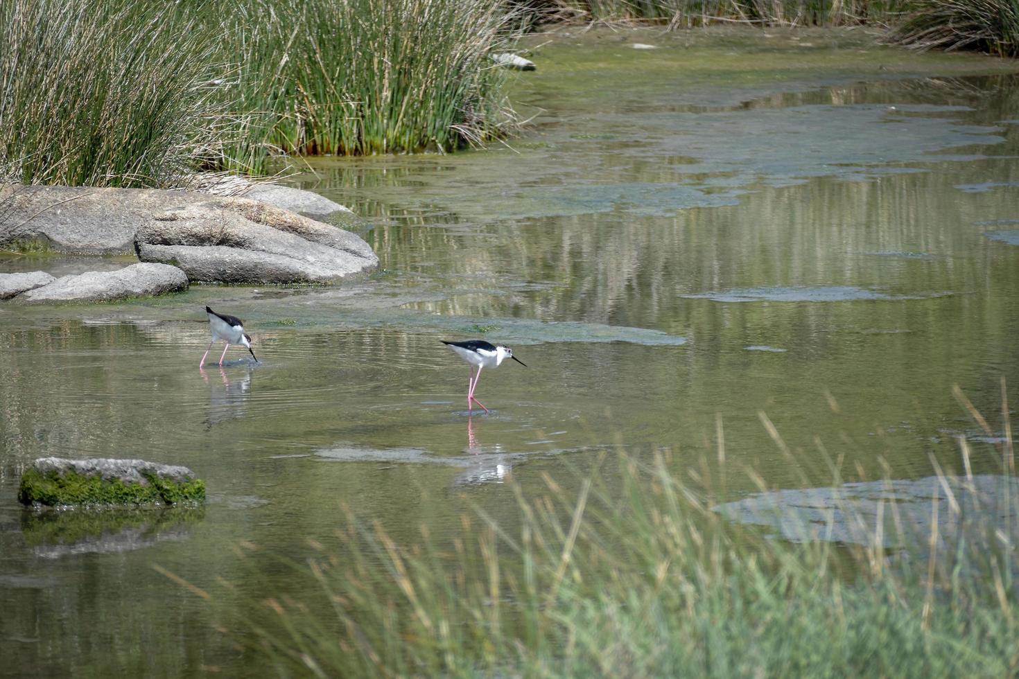 Black winged Stilt, Common Stilt, or Pied Stilt photo