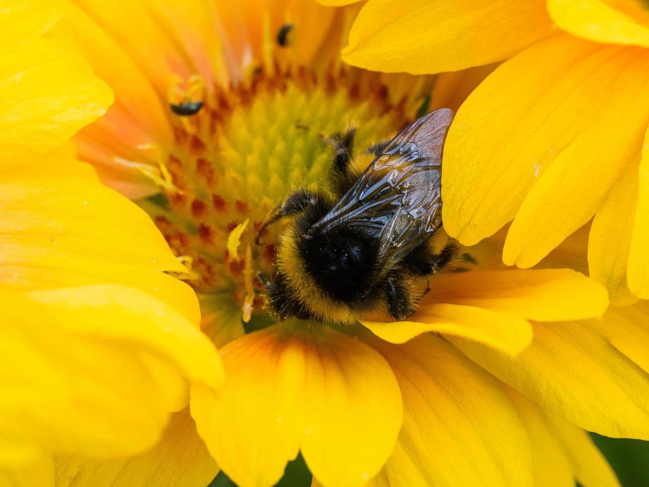 Bee on yellow daisy flower photo