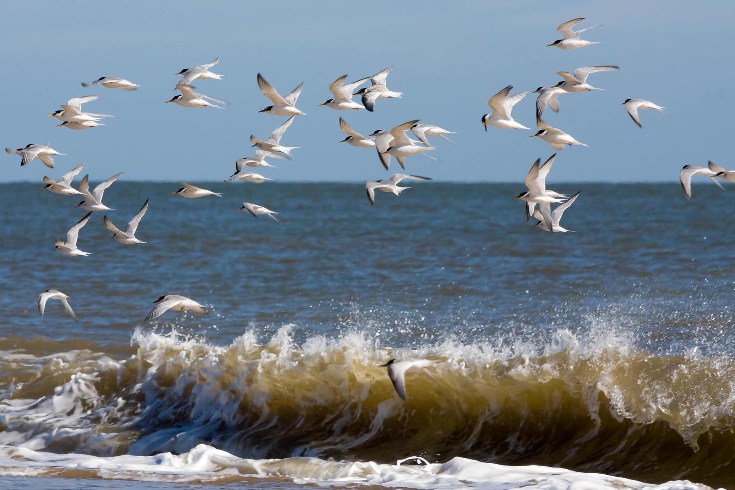 Little Terns Flying along the Beach at Winterton-on-Sea photo