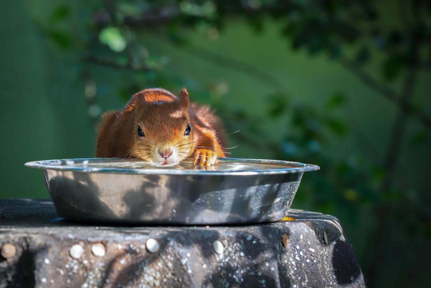 Eurasian Red Squirrel photo