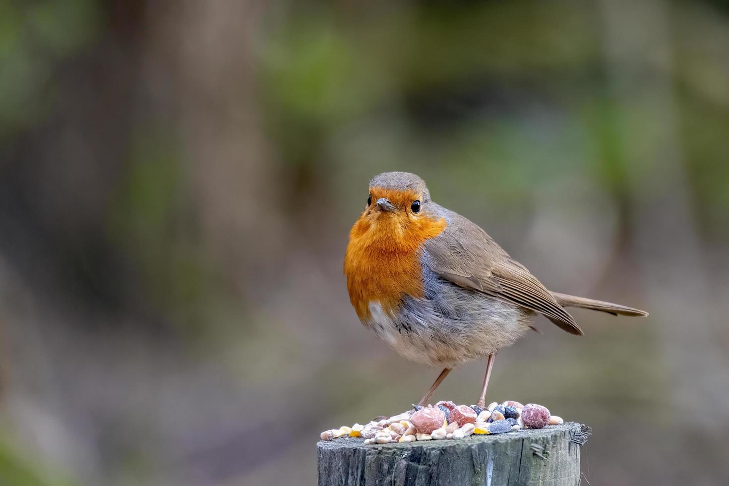 Close-up of an alert Robin standing on a tree stump covered with seeds photo