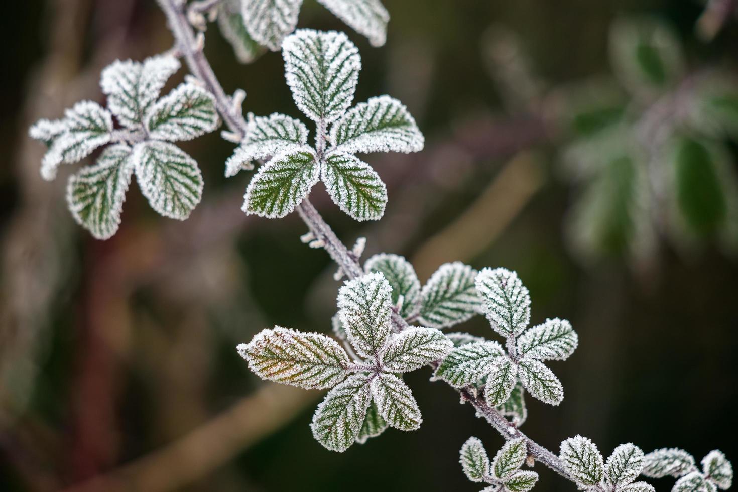 Close up of some Blackberry leaves covered with hoar frost photo