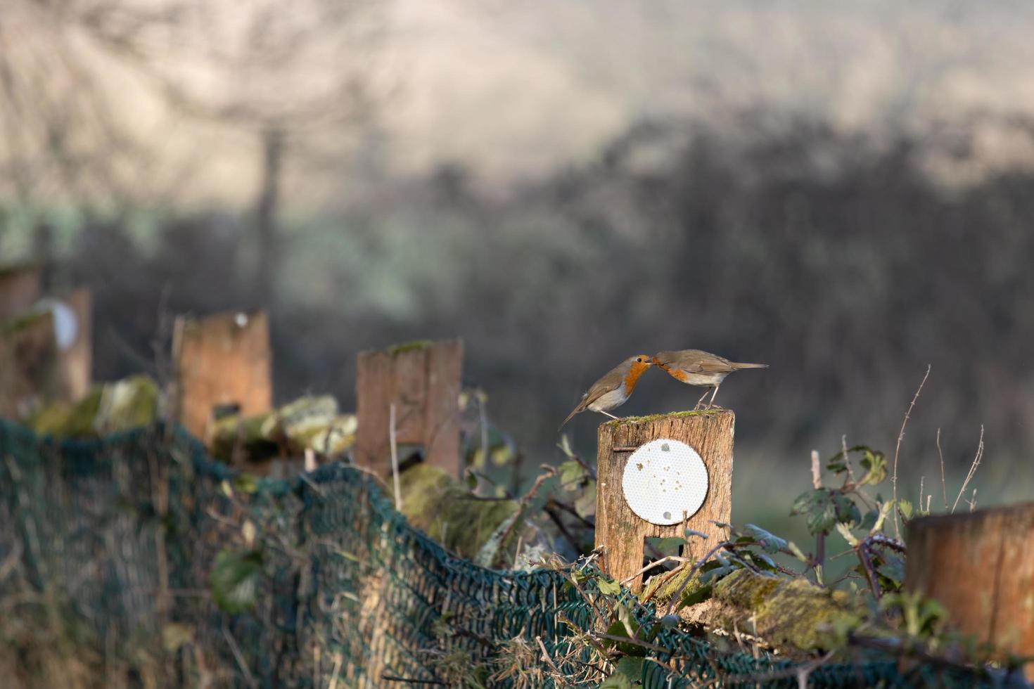 Two Robins perched on an old fence post ona spring day photo