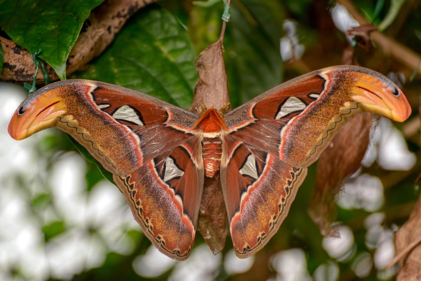 polilla atlas con las alas abiertas foto