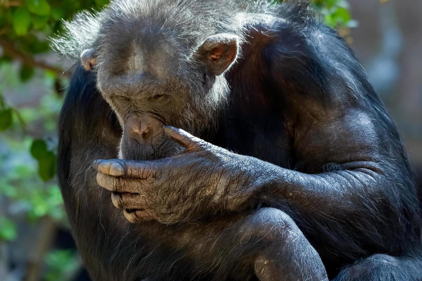 chimpancé sentado en un zoológico foto