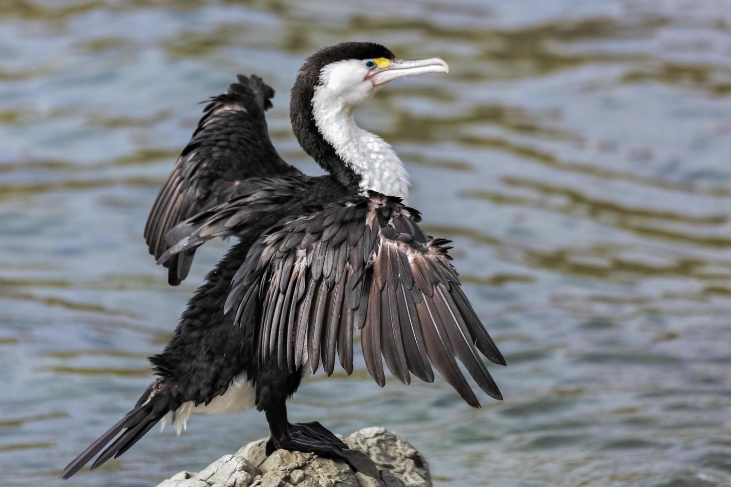 cormorán de varios colores junto al mar foto