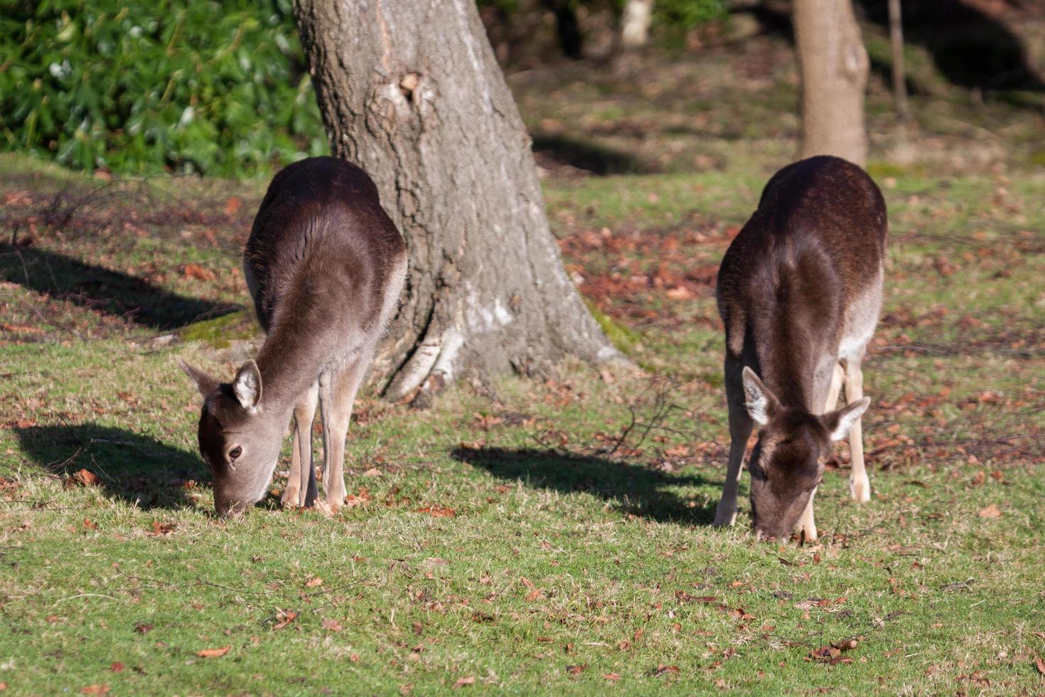 Reeves Muntjac eating grass photo