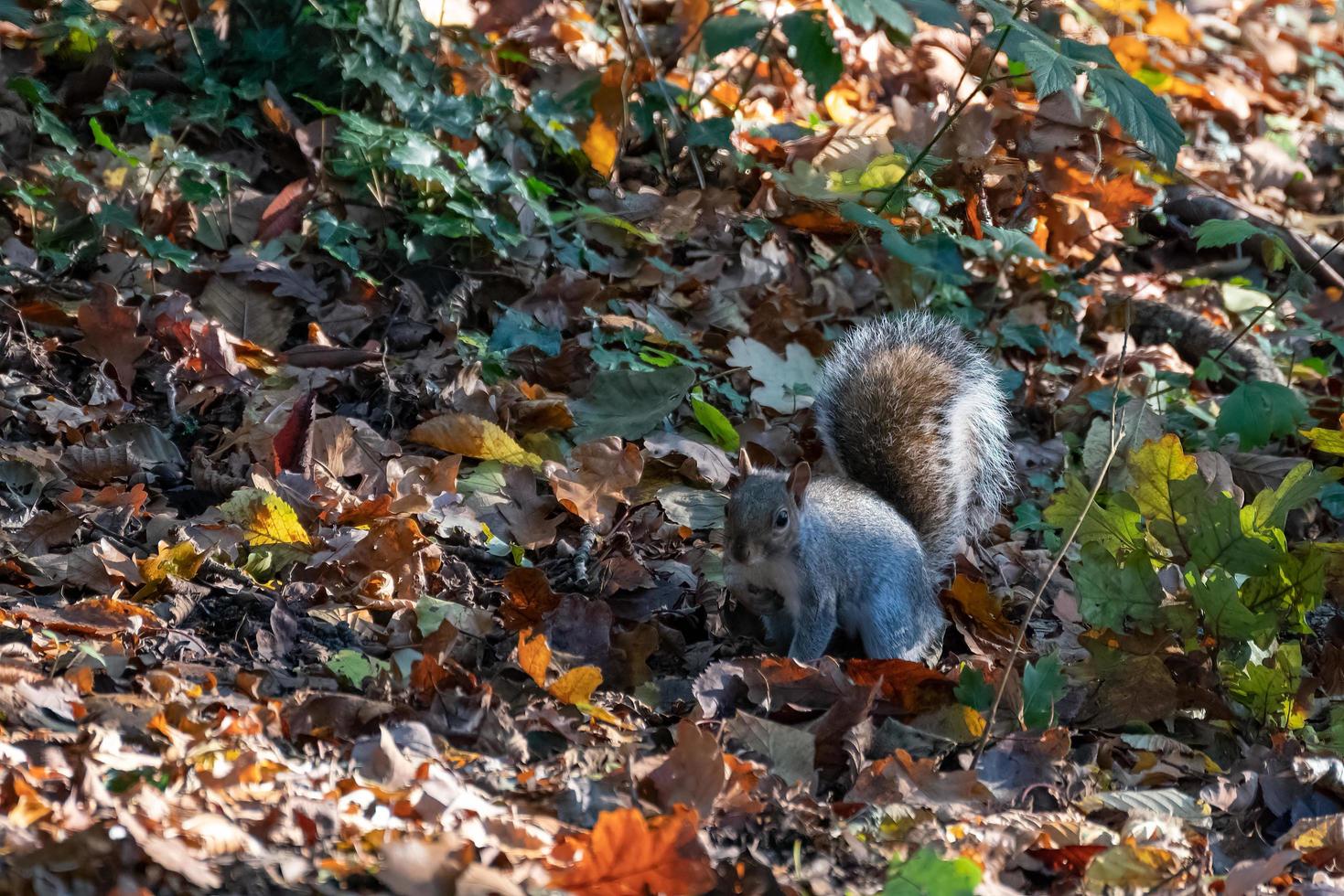 Grey Squirrel among the autumn leaves photo