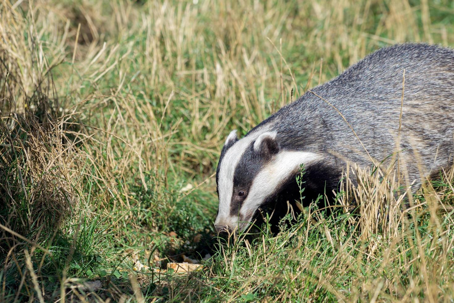 European Badger in the grass photo