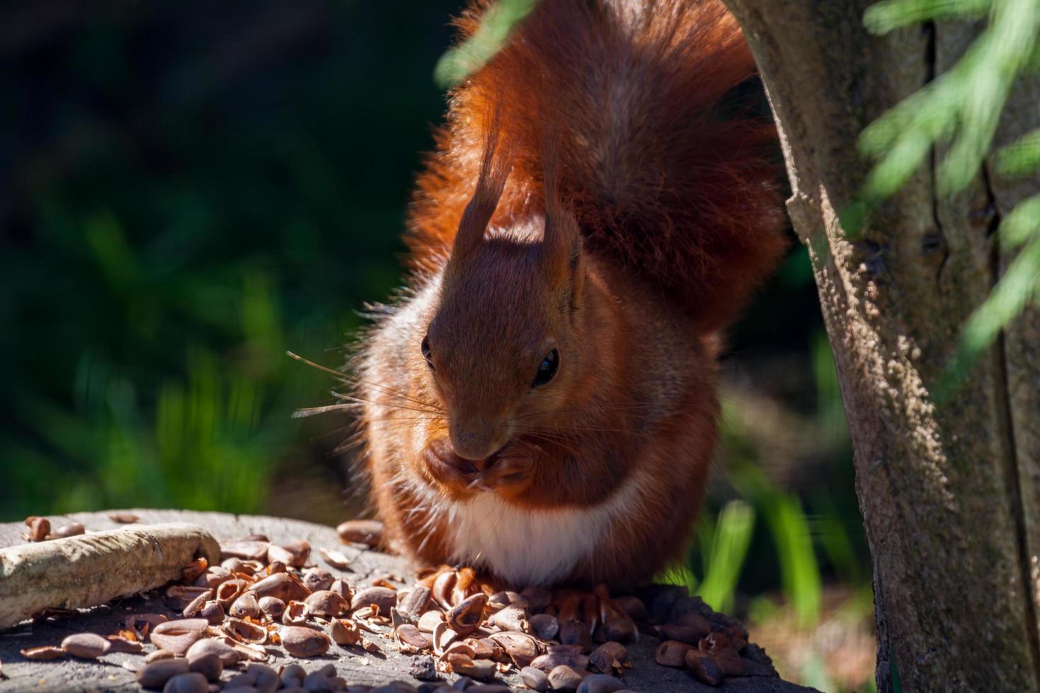 Close up shot of an Eurasian red squirrel photo