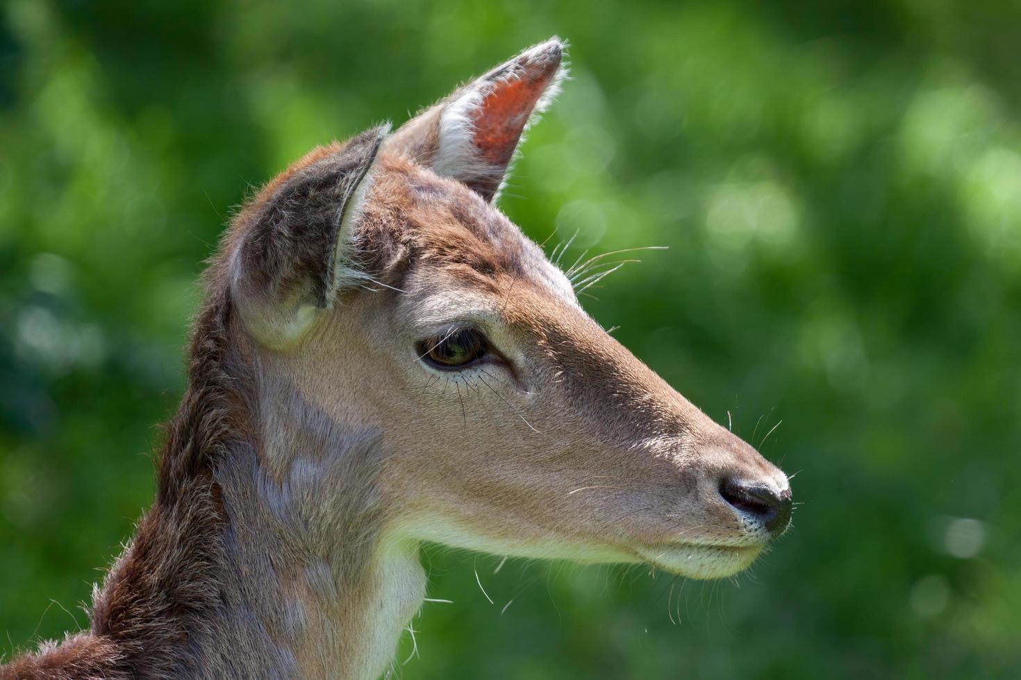 Close-up of a Red Deer hind photo