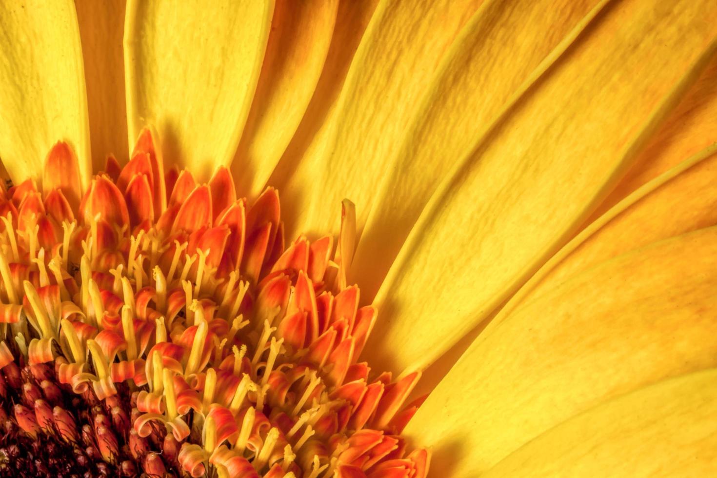 Golden Gerbera close up photo