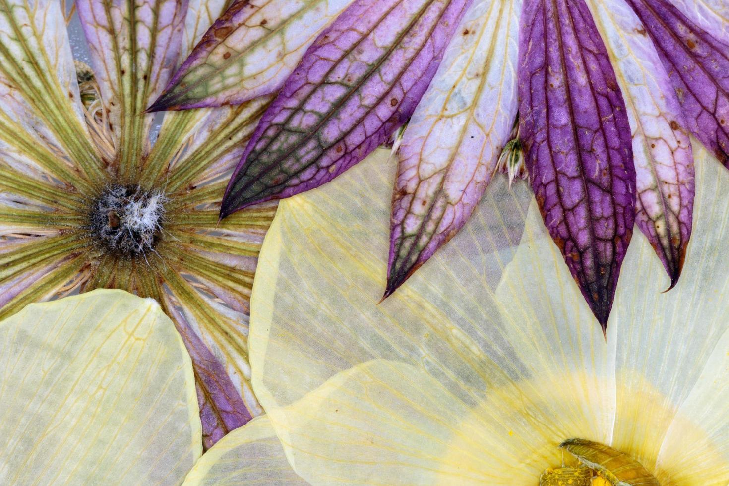 Pressed Flowers Abstract photo