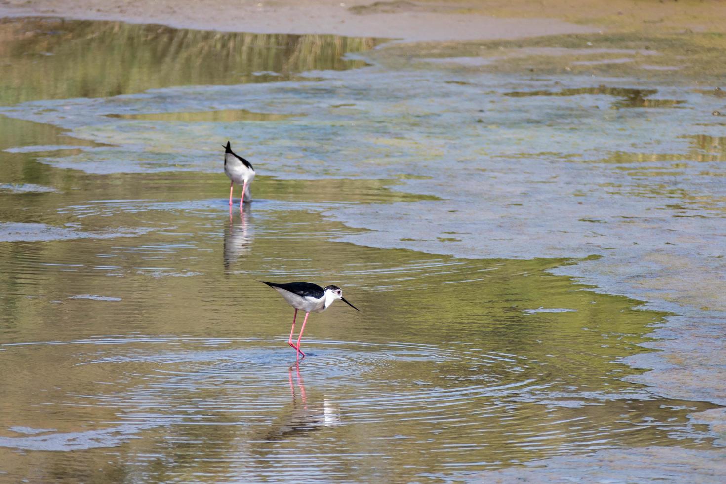 Black winged Stilt, Common Stilt, or Pied Stilt photo